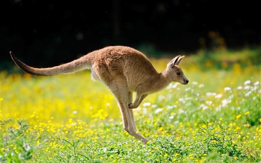 kangaroo totem animal jumping