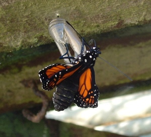 transformation, butterfly, emerging